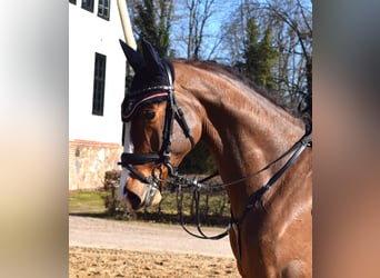 Caballo de deporte alemán, Caballo castrado, 4 años, 168 cm, Castaño