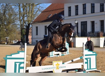 Caballo de deporte alemán, Caballo castrado, 4 años, 168 cm, Castaño