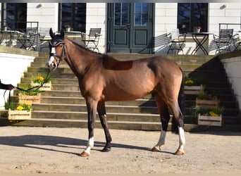 Caballo de deporte alemán, Caballo castrado, 4 años, 168 cm, Castaño