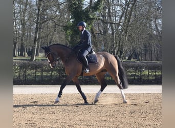 Caballo de deporte alemán, Caballo castrado, 4 años, 168 cm, Castaño