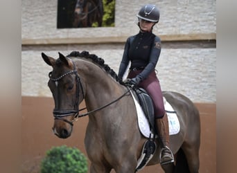 Caballo de deporte alemán, Caballo castrado, 4 años, 168 cm, Castaño oscuro