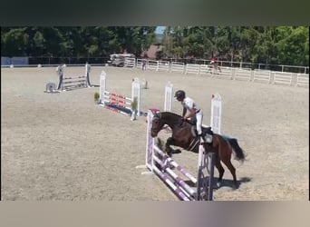 Caballo de deporte alemán, Caballo castrado, 4 años, 168 cm, Castaño oscuro