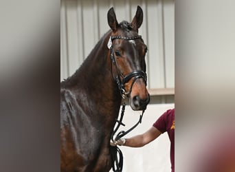 Caballo de deporte alemán, Caballo castrado, 4 años, 168 cm, Castaño oscuro