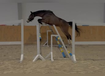 Caballo de deporte alemán, Caballo castrado, 4 años, 168 cm, Castaño oscuro