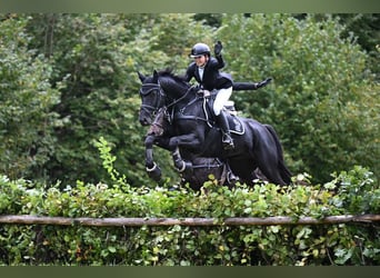 Caballo de deporte alemán, Caballo castrado, 4 años, 168 cm, Negro