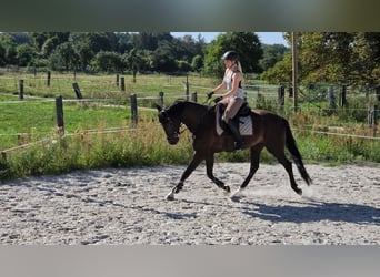 Caballo de deporte alemán, Caballo castrado, 4 años, 168 cm, Negro