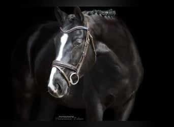 Caballo de deporte alemán, Caballo castrado, 4 años, 168 cm, Negro