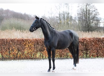 Caballo de deporte alemán, Caballo castrado, 4 años, 168 cm, Negro