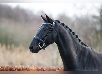 Caballo de deporte alemán, Caballo castrado, 4 años, 168 cm, Negro