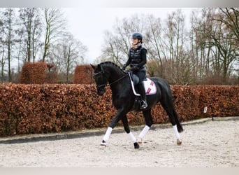 Caballo de deporte alemán, Caballo castrado, 4 años, 168 cm, Negro