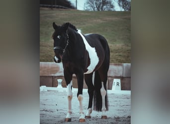Caballo de deporte alemán, Caballo castrado, 4 años, 168 cm, Pío