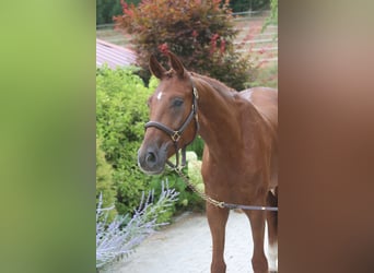 Caballo de deporte alemán, Caballo castrado, 4 años, 169 cm, Alazán