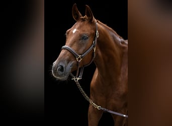 Caballo de deporte alemán, Caballo castrado, 4 años, 169 cm, Alazán
