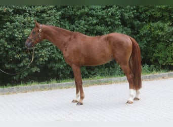 Caballo de deporte alemán, Caballo castrado, 4 años, 169 cm, Alazán