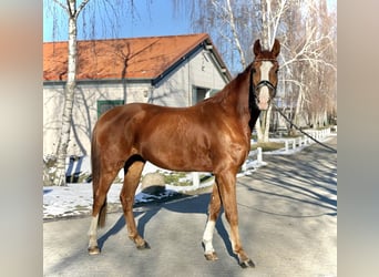 Caballo de deporte alemán, Caballo castrado, 4 años, 169 cm, Alazán