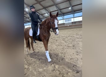 Caballo de deporte alemán, Caballo castrado, 4 años, 169 cm, Alazán