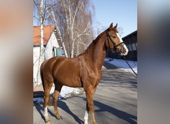 Caballo de deporte alemán, Caballo castrado, 4 años, 169 cm, Alazán