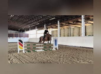Caballo de deporte alemán, Caballo castrado, 4 años, 169 cm, Alazán