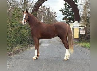 Caballo de deporte alemán, Caballo castrado, 4 años, 169 cm, Alazán-tostado