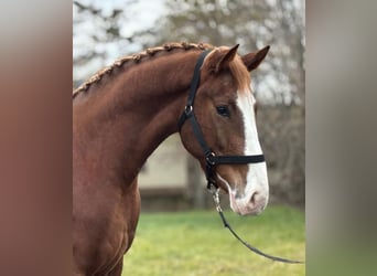 Caballo de deporte alemán, Caballo castrado, 4 años, 169 cm, Alazán-tostado