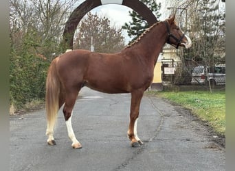 Caballo de deporte alemán, Caballo castrado, 4 años, 169 cm, Alazán-tostado