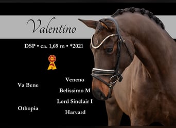 Caballo de deporte alemán, Caballo castrado, 4 años, 169 cm, Castaño