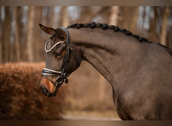 Caballo de deporte alemán, Caballo castrado, 4 años, 169 cm, Castaño