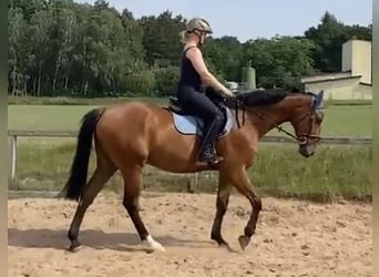 Caballo de deporte alemán, Caballo castrado, 4 años, 169 cm, Castaño claro