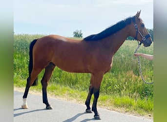 Caballo de deporte alemán, Caballo castrado, 4 años, 169 cm, Castaño claro