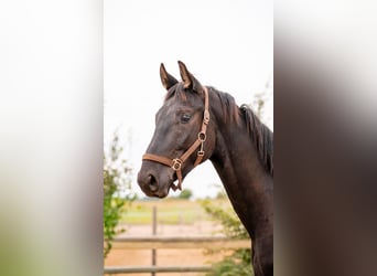 Caballo de deporte alemán, Caballo castrado, 4 años, 169 cm, Negro