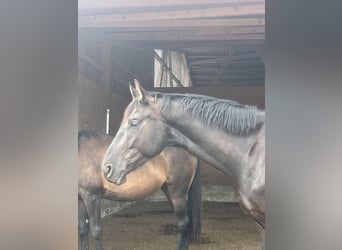 Caballo de deporte alemán, Caballo castrado, 4 años, 169 cm, Negro