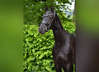 Caballo de deporte alemán, Caballo castrado, 4 años, 169 cm, Negro