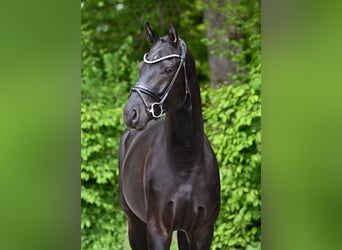 Caballo de deporte alemán, Caballo castrado, 4 años, 169 cm, Negro