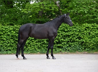 Caballo de deporte alemán, Caballo castrado, 4 años, 169 cm, Negro