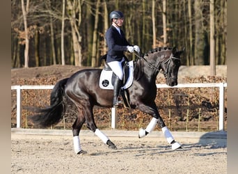 Caballo de deporte alemán, Caballo castrado, 4 años, 169 cm, Negro