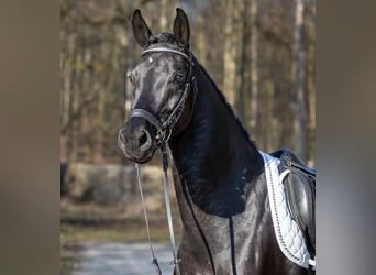 Caballo de deporte alemán, Caballo castrado, 4 años, 169 cm, Negro