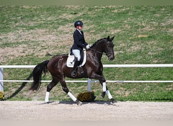 Caballo de deporte alemán, Caballo castrado, 4 años, 169 cm, Negro