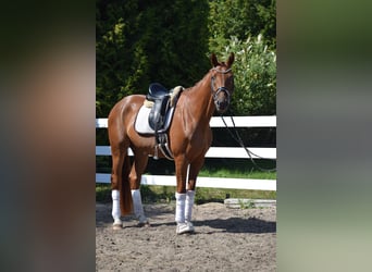 Caballo de deporte alemán, Caballo castrado, 4 años, 170 cm, Alazán