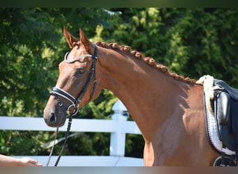 Caballo de deporte alemán, Caballo castrado, 4 años, 170 cm, Alazán