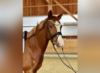 Caballo de deporte alemán, Caballo castrado, 4 años, 170 cm, Alazán