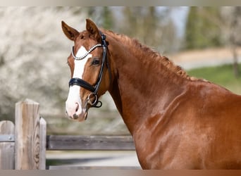 Caballo de deporte alemán, Caballo castrado, 4 años, 170 cm, Alazán