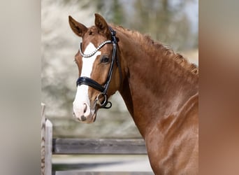 Caballo de deporte alemán, Caballo castrado, 4 años, 170 cm, Alazán