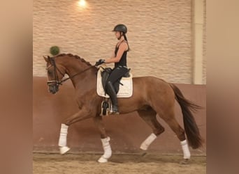 Caballo de deporte alemán, Caballo castrado, 4 años, 170 cm, Alazán