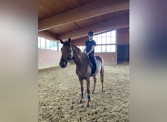Caballo de deporte alemán, Caballo castrado, 4 años, 170 cm, Alazán