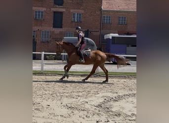 Caballo de deporte alemán, Caballo castrado, 4 años, 170 cm, Alazán