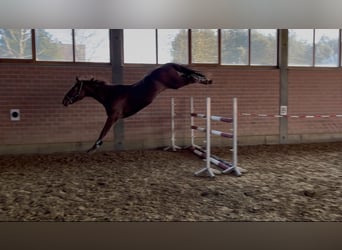 Caballo de deporte alemán, Caballo castrado, 4 años, 170 cm, Alazán