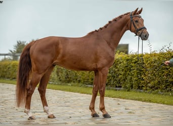 Caballo de deporte alemán, Caballo castrado, 4 años, 170 cm, Alazán-tostado