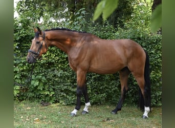 Caballo de deporte alemán, Caballo castrado, 4 años, 170 cm, Castaño