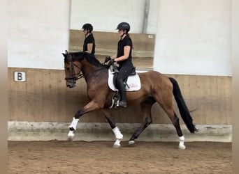 Caballo de deporte alemán, Caballo castrado, 4 años, 170 cm, Castaño
