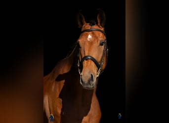 Caballo de deporte alemán, Caballo castrado, 4 años, 170 cm, Castaño